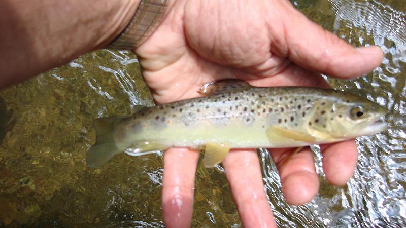 5-30 fish1.JPG